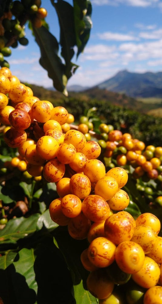 Brazil Coqueiro Yellow Bourbon Natural (Espresso Roast)