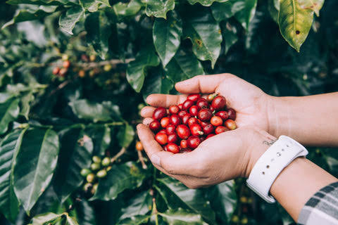 Panama Piedra de Candela Firestone Geisha Anaerobic Natural