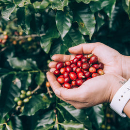Panama Piedra de Candela Firestone Geisha